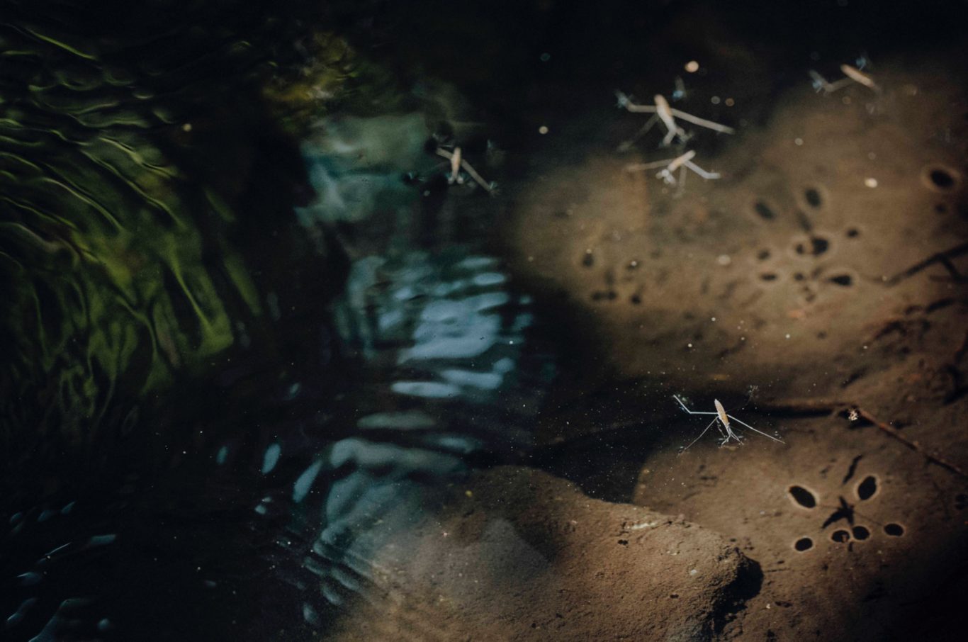 Die 4 Elemente Die 4 Elemente